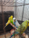 Budgerigar ( বাজিগার  ৫টা)